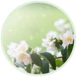 FATMA HASAN - Home2 (تكرار)